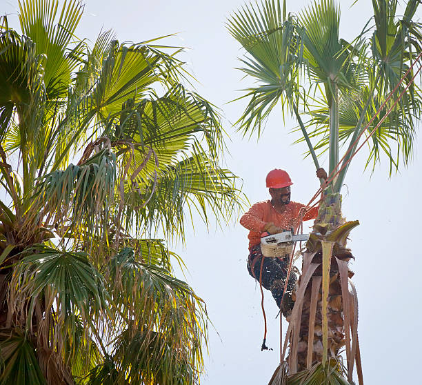 Reliable Orangeburg, NY Tree Services Solutions